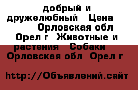  добрый и дружелюбный › Цена ­ 10 000 - Орловская обл., Орел г. Животные и растения » Собаки   . Орловская обл.,Орел г.